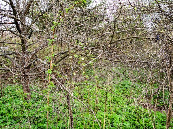 Underbrush Clearing in Portland