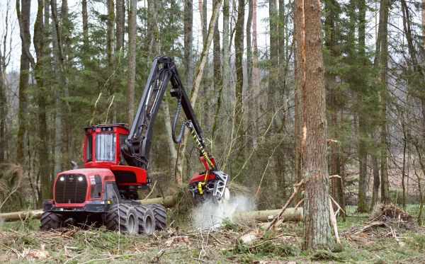 Cost of Forest Clearance Service in Portland